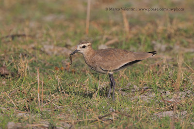 Sociable plover - Vanellus gregarius