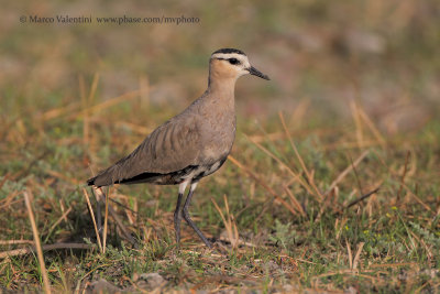 Sociable plover - Vanellus gregarius