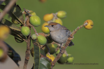 Blackcap - Sylvia atricapilla