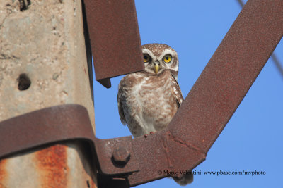 Little spotted owl - Athene brama