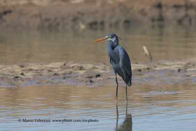 Western Reef Heron - Egretta gularis