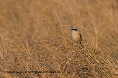 Long-tailed Shrike - Lanius schach