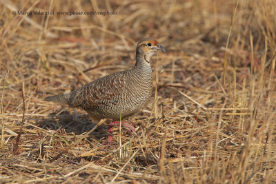 Grey francolin - Francolinus pondicerianus