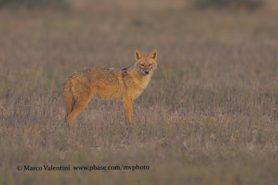 Golden Jackal - Canis aureus