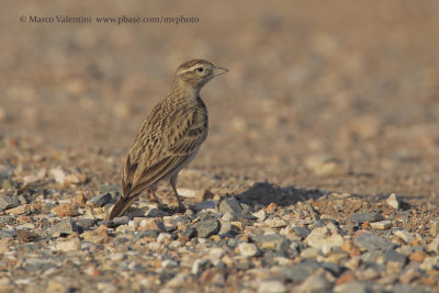 Greater Short-toed Lark - Calandrella brachydactyla