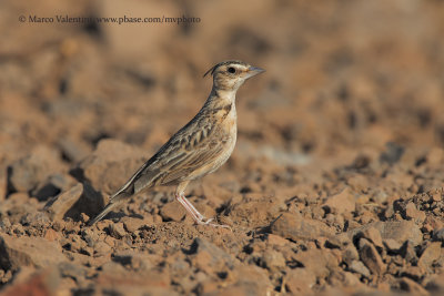 Tawny lark - Galerida deva