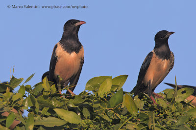 Rosy Starling - Pastor roseus