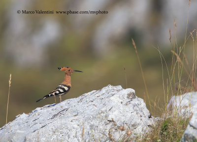Hoopoe - Upupa epops