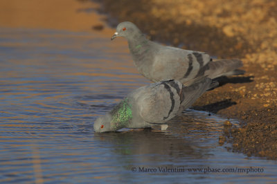Rock pigeon - Columba livia