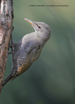 Grey-headed woodpecker - Picus canus