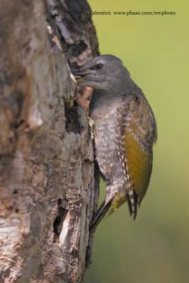 Grey-headed woodpecker - Picus canus