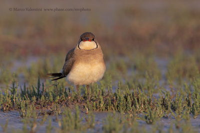 Collared pratincole - Glareola pratincola