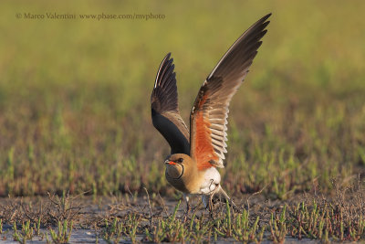 Collared pratincole - Glareola pratincola