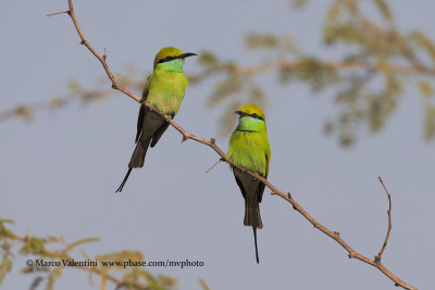Green Bee-eater - Merops orientalis