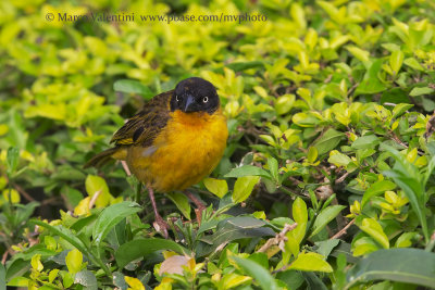 Baglafecht Weaver - Ploceus baglafecht