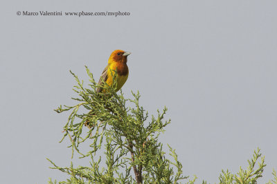 Red-headed bunting - Emberiza bruniceps