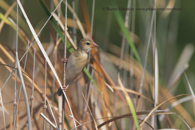 Baya weaver - Ploceus philippinus