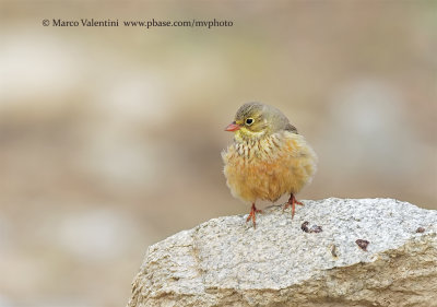 Grey-necked Bunting - Emberiza buchanami