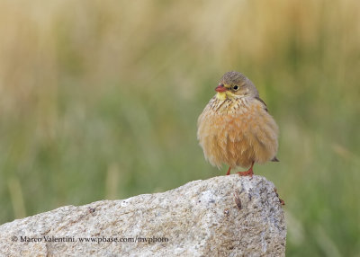 Grey-necked Bunting - Emberiza buchanami