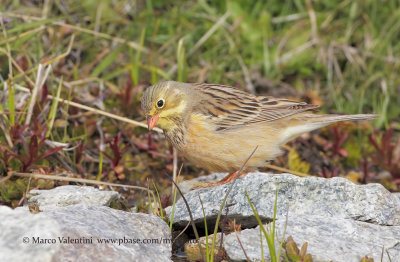 Grey-necked Bunting - Emberiza buchanami