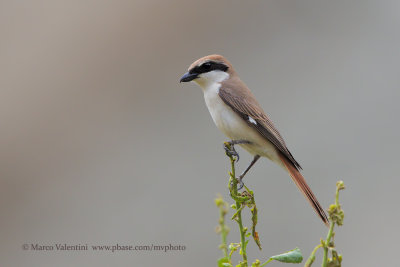 Turkestan shrike - Lanius phoenicuroides