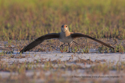 Collared pratincole - Glareola pratincola