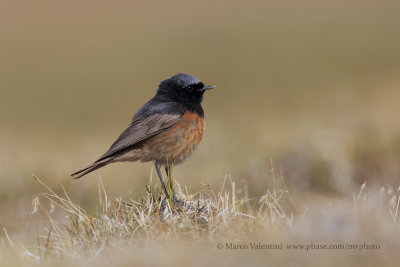 Black redstart - Phoenicurous ochruros