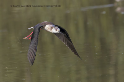 Black-winged stilt - Himantopus himantopus