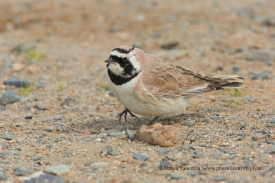 Horned Lark - Eremophila alpestris