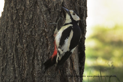 White-winged Woodpecker - Dendrocpos leucopteros