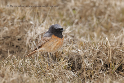 Black redstart - Phoenicurous ochruros