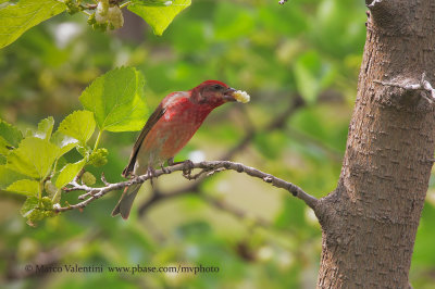 Common Rosefinch - Carpodarcus erythrinus