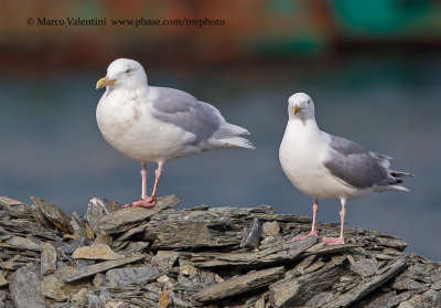 Iceland gull - Larus glaucoides