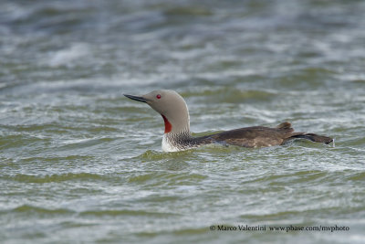 Red-throated Loon - Gavia stellata
