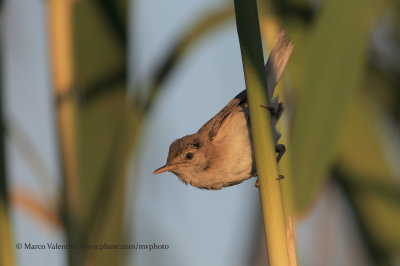 Eurasian Reed warbler - Acrocephalus scirpaceus