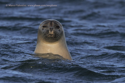 Harbor seal - Phoca vitulina