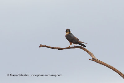 Australian hobby - Falco longipennis