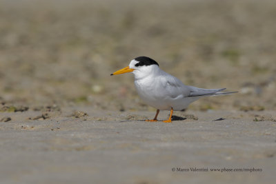 Fairy tern - Sternula nereis