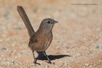 Western grasswren - Amytornis textilis