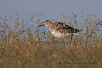 Sharp-tailed sandpiper - Calidris acuminata