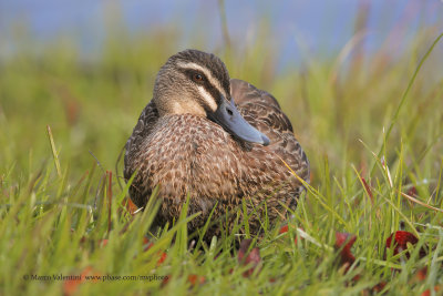 Pacific Black Duck - Anas superciliosa