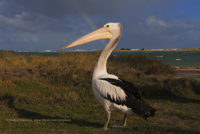 Australian pelican - Pelecanus conspicillatus