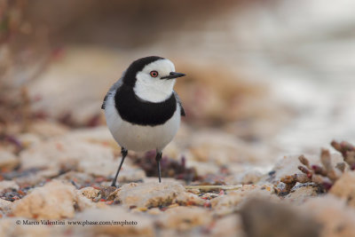 White-fronted chat - Epthianura albifrons