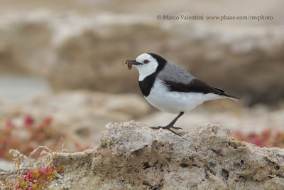 White-fronted chat - Epthianura albifrons