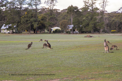 Wstern grey kangaroos