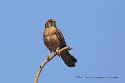 Brown falcon - Falco berigora