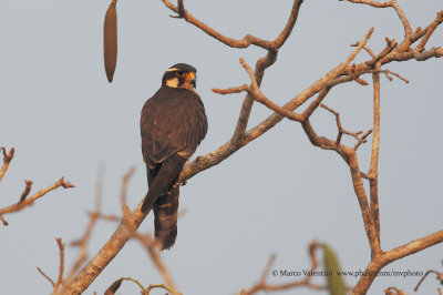 Aplomado falcon - Falco femoralis