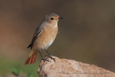 Common Redstart - Phoenicurus phoenicurus