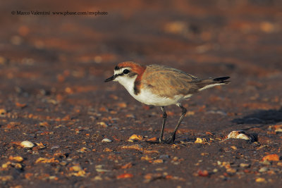 Red-capped Plover - Charadrius ruficapillus