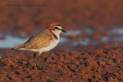 Red-capped Plover - Charadrius ruficapillus